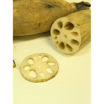Fresh Lotus Root